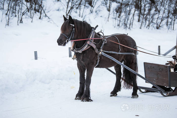 动物雪橇长什么样子图片