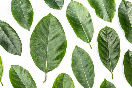 白色背景上孤立的菠萝蜜树上的树叶.