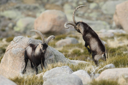 西班牙 ibex 季节