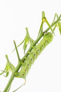 烟草天蛾幼虫烟草天蛾幼虫对番茄干照片