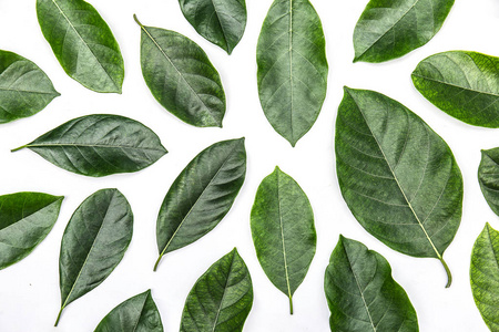 白色背景上孤立的菠萝蜜树上的树叶.