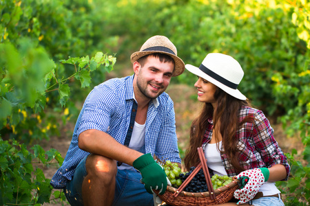 年轻夫妇在葡萄园摘葡萄