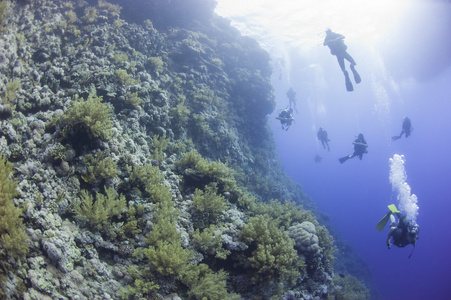 潜水员在水下的珊瑚礁