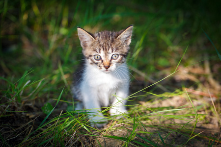 小小的猫