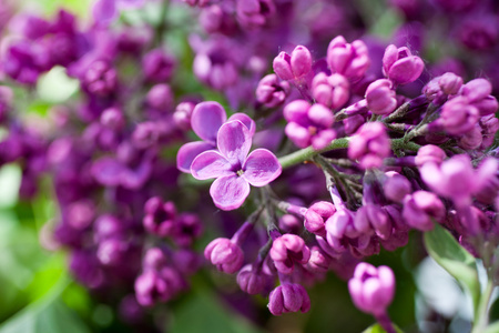 美丽的淡紫色花朵