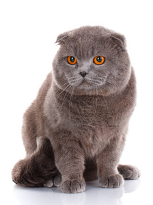 灰色短毛猫英国只白色背景上的黄色眼睛的猫