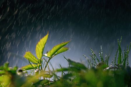 阴雨天气中的背光新鲜绿叶图片