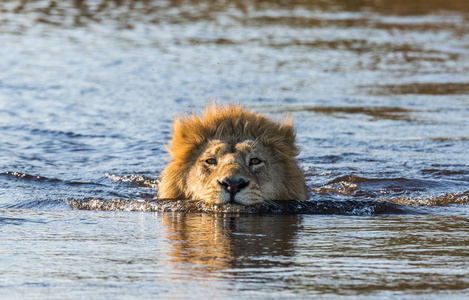 狮子在河里游泳