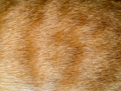 姜猫皮毛纹理或背景的特写照片