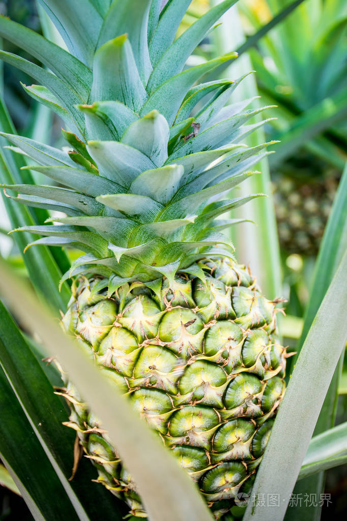 菠萝是在绿色的田野