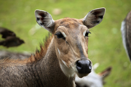 Nilgai 蓝色牛