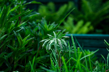 以雨滴为中心的绿色植物特写