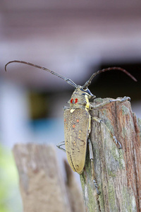 图像的斑点芒果 BorerBatocera numitor 在一个树桩上。甲虫