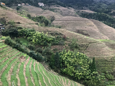 在大寨的梯田的水稻区域的视图