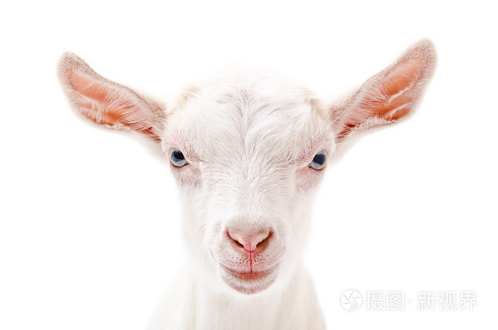 白色小山羊特写肖像