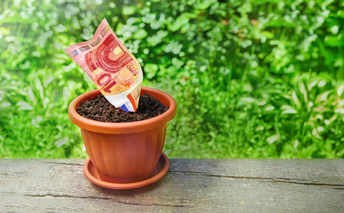 生长在花盆上木制背景的钱照片