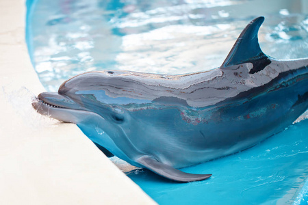 一只小海豚是微笑，在游泳池玩