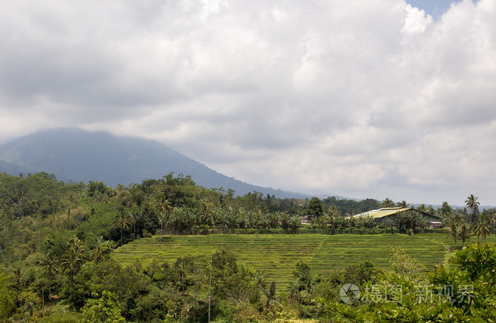 稻田。印尼峇里岛
