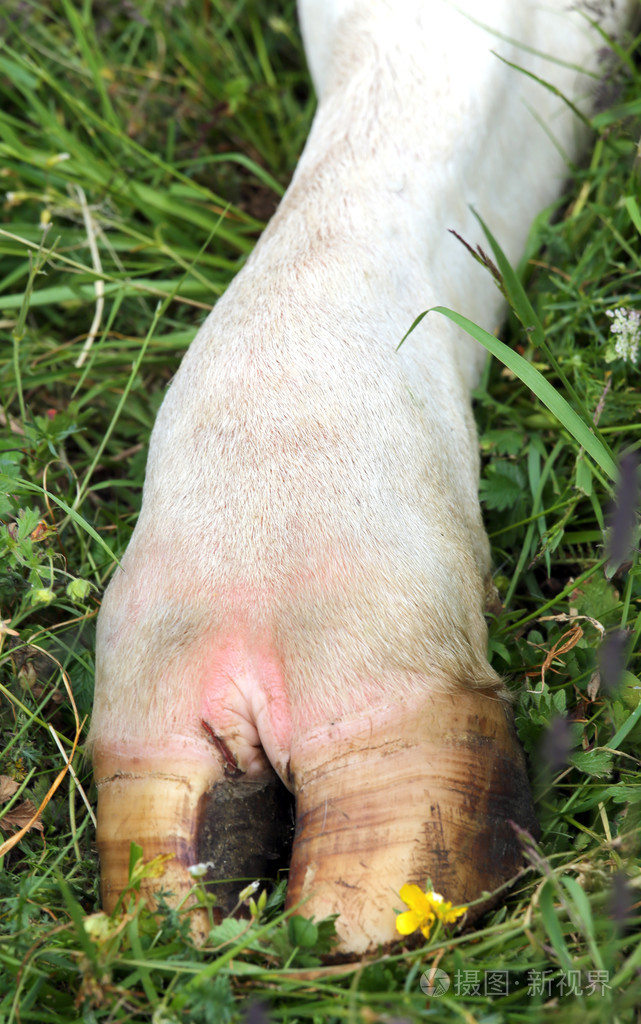 牛爪与蹄在草坪上