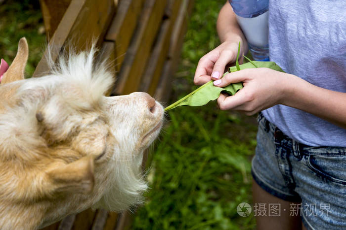 孩子们高兴地在一个接触宠物动物园喂山羊