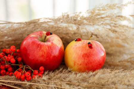 静物画的小穗上红色熟透了的苹果