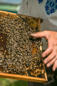 养蜂人的手正在蜜蜂与蜂箱养蜂场。蜜蜂在蜂巢上。帧的蜂巢
