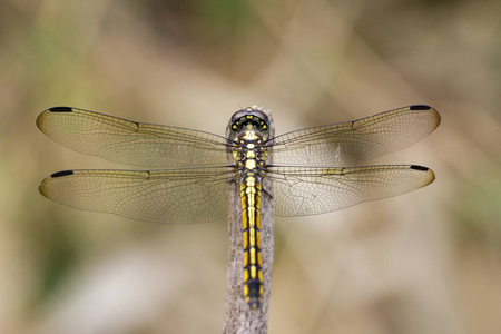 图像的深红色 dropwing 蜻蜓 女  日的 Trithemis 极光