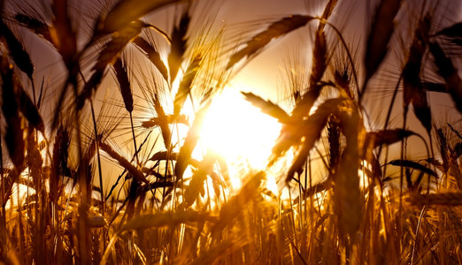 麦田在晴朗的一天的日出在小麦田中的孤树金色麦田与曙光全景夏天风景