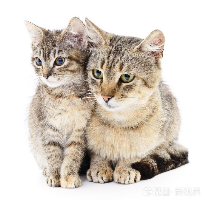 两只猫