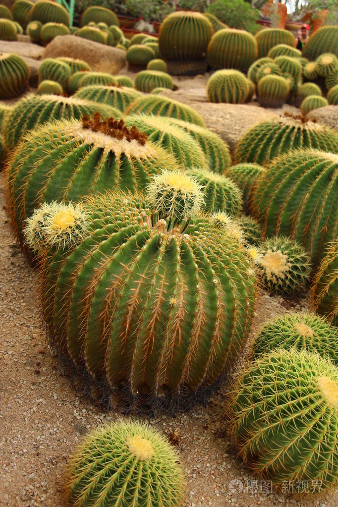 巨型仙人掌的东巴热带植物园芭堤雅泰国