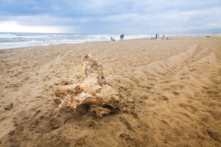 孤独的树干上海滩在阴天