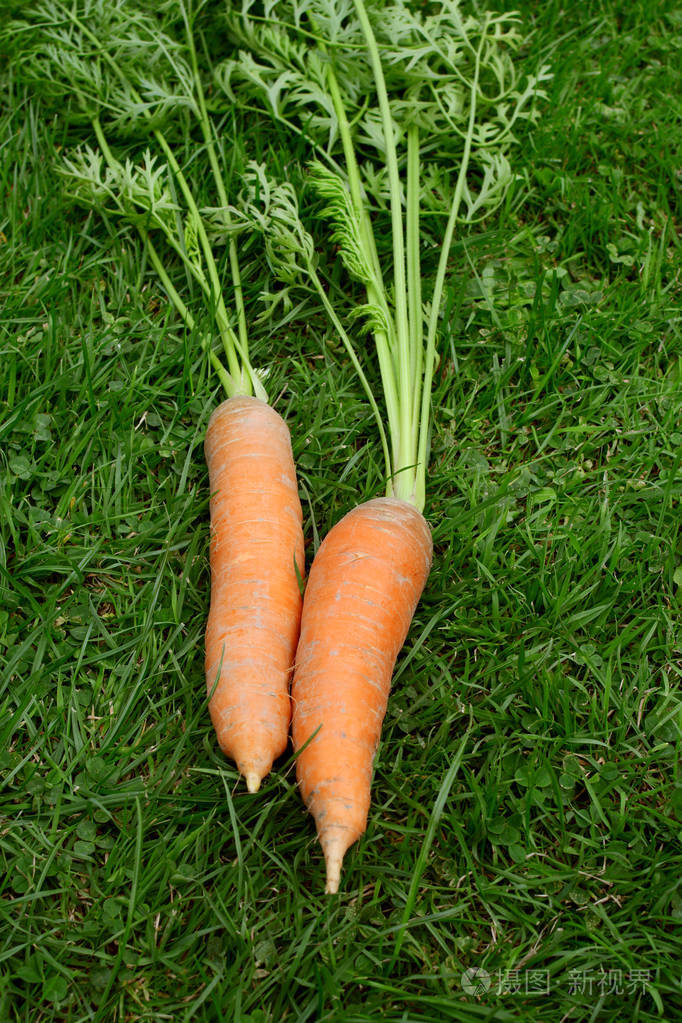 长frondy叶子有橙色的胡萝卜
