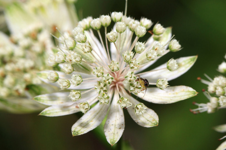 Astrantia 白色巨人