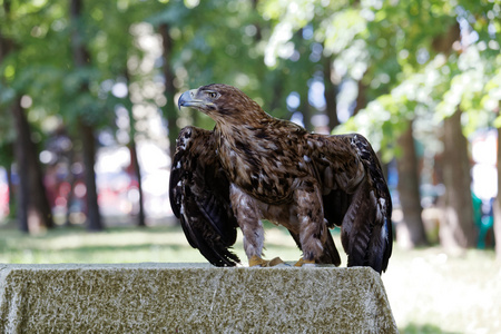 鹰翅鹰亮翅照片