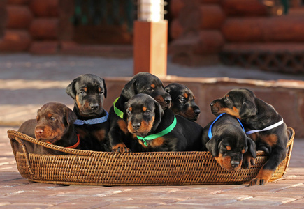 小狗篮子篮子里的7只小狗照片