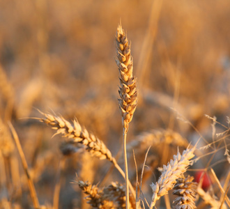 夏季成熟大穗小麦