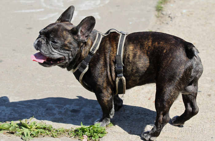 狗的品种法国斗牛犬