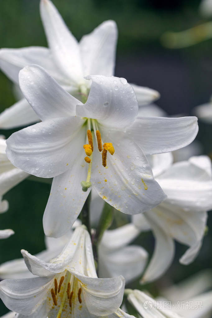 白百合花手机壁纸图片