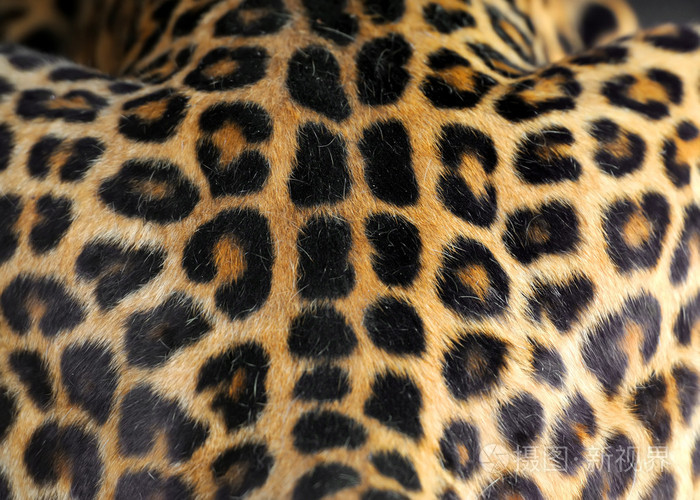 豹子皮肤纹理