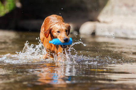 金毛猎犬与治疗包在一条河