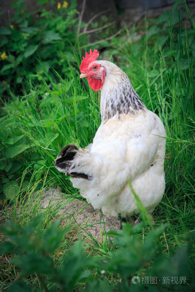 草地上的白母鸡