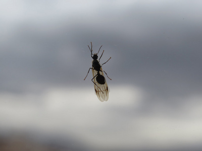 飞行蚂蚁图片