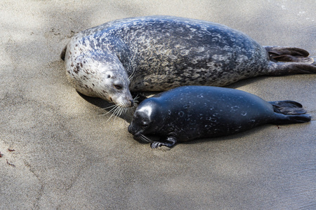 小海豹和他的母亲照片