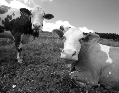 牛在山草甸放牧