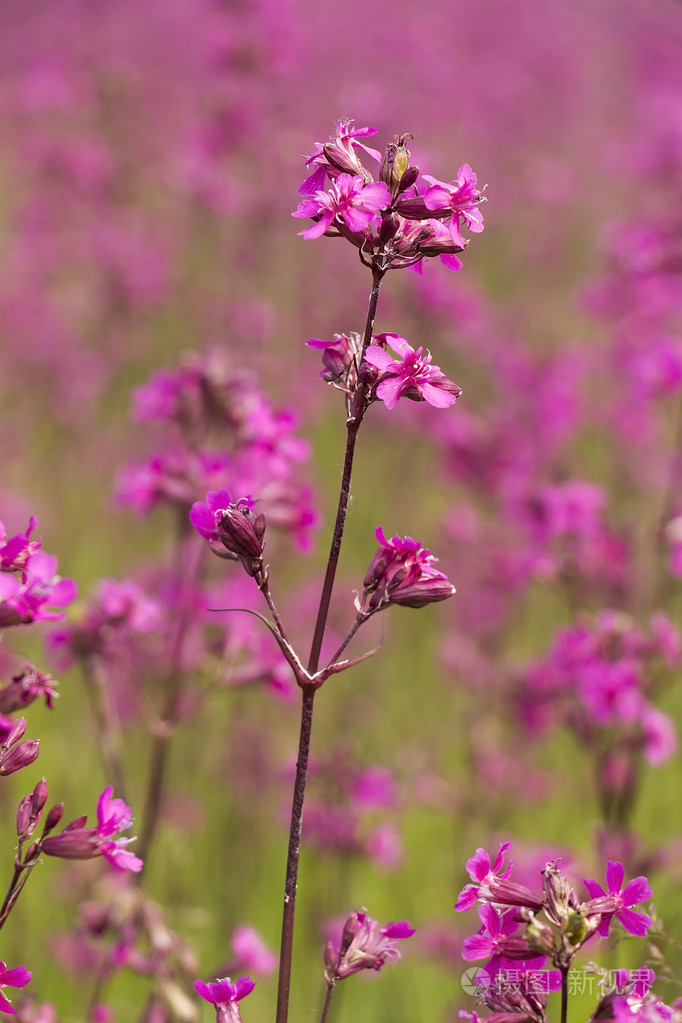 字段朵红色的花坎皮恩