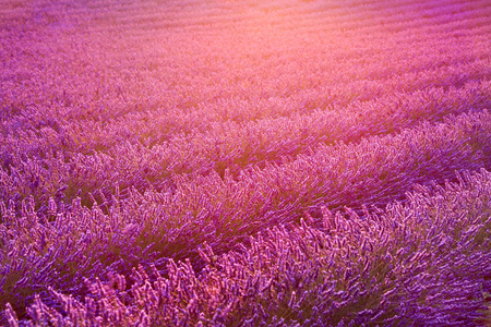 薰衣草花田，在夕阳的光芒。普罗旺斯法国