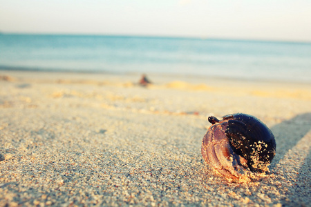沙海岸蟹