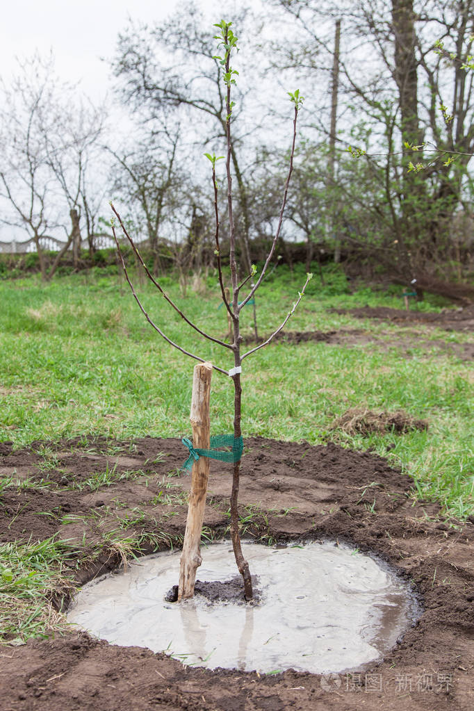 在土壤中的树树苗