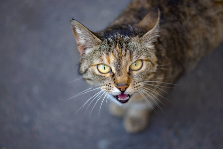 在城市中无家可归的猫