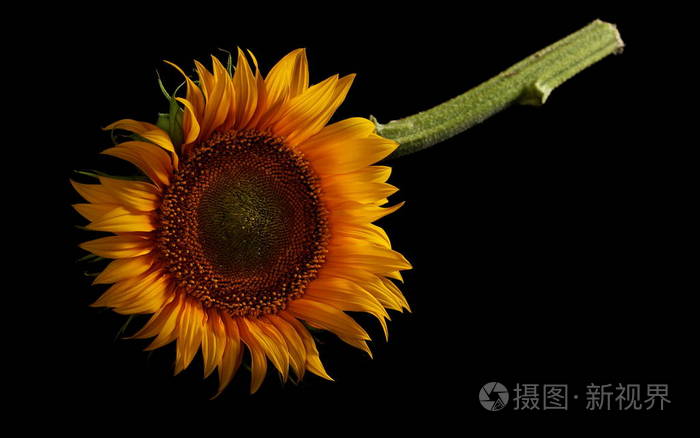 孤立在黑色背景上的向日葵